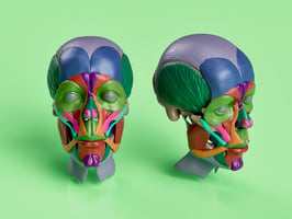 facial anatomy